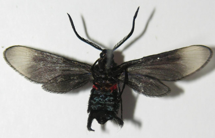 Figura 11. Adulto de <i>Pampa</i> Janzen04 (Zygaenidae), vista ventral, localidad Camino Río Negro, Sector Rincón Rain Forest ACG (373m). Voucher: 13-SRNP-43210-DHJ573227.jpg.