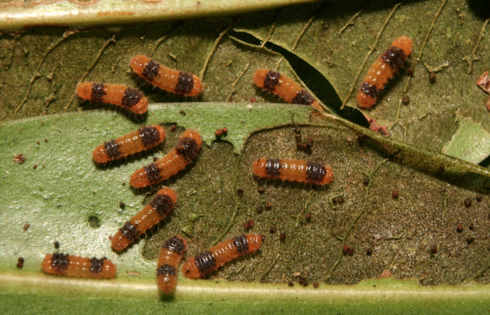 Figura 2. Larvas <i>Pampa</i> Janzen04 (Zygaenidae), tercer estadío (PPU) vista dorsal, localidad Quebradona Estación Biológica Quica, Sector Pitilla ACG (475m). Voucher: 14-SRNP-70490-DHJ722166.jpg.