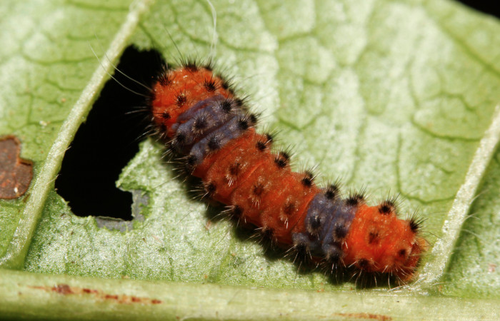 Figura 3. Larva <i>Pampa</i> Janzen04 (Zygaenidae), penúltimo estadío (PU) vista dorsal, localidad Camino Río Niño, Sector Rincón Rain Forest ACG (326m). Voucher: 15-SRNP-26125-DHJ730064.jpg.