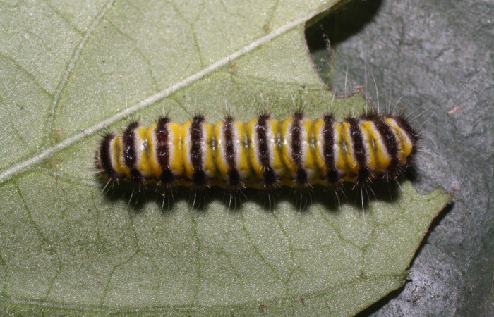 Figura 24. Larva <i>Harrisinia</i> Janzen17 (Zygaenidae), último estadío (U) vista dorsal, localidad Tangelo, Sector Del Oro ACG (410m). Voucher: 16-SRNP-20488-DHJ710523.jpg.