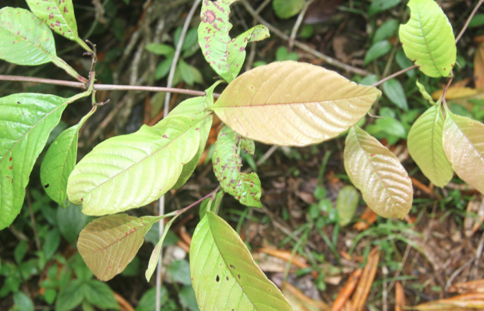 Figura 25. Planta hospedera de <i>Pampa</i> Janzen04 (Zygaenidae), esta planta se llama <i>Davilla nitida</i> (Dilleniaceae), localidad Estación Biológica Quica Sector Pitilla ACG (470m), foto: Ricardo Calero 20 Marzo 2021.