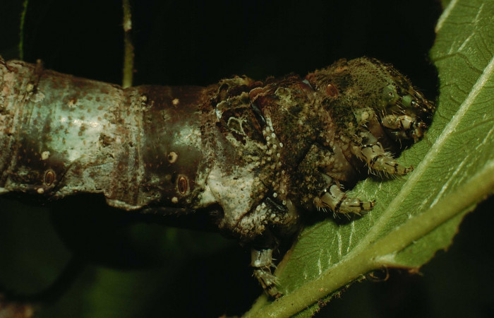 Fig. 08. Larva de <i>Madoryx bubastos</i> (Sphingidae), vista lateral del torax, longitud no indicada, fotografiada Junio 1995. Voucher: 95-SRNP-4536-DHJ22884.jpg.