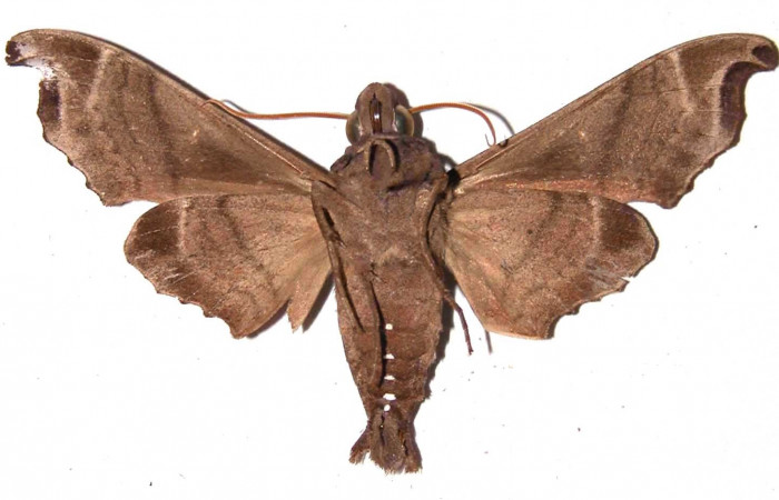Fig. 02. Macho de <i>Madoryx bubastus</i> (Sphingidae), vista ventral. 71mm longitud. Voucher: 89-SRNP-828-DHJ35373.jpg.