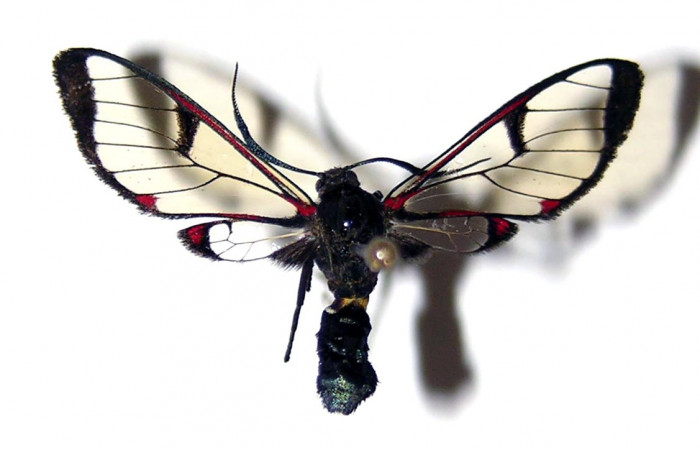 Fig. 1 Vista dorsal de <i>Argyroeides notha</i> (Erebidae) (03-SRNP-25954-DHJ94130).