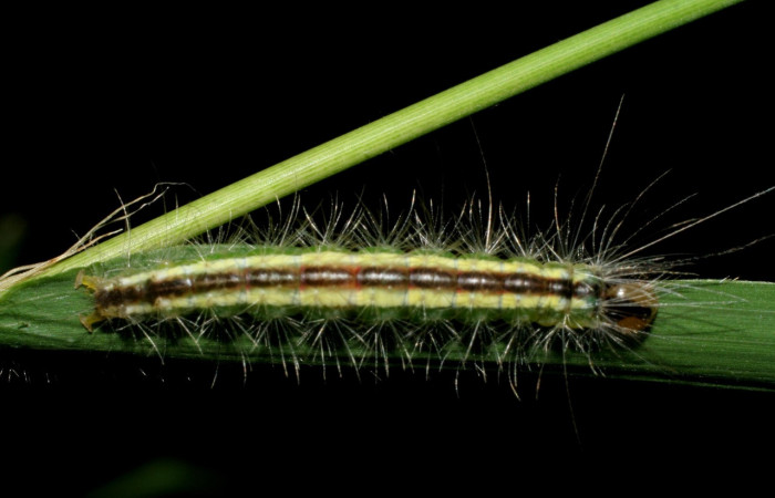 Fig. 3 Posición dorsal del último estadio de la oruga <i>Argyroeides notha</i> (Erebidae) sobre <i>Guadua paniculata</i> (Poaceae) Vado Ocotea, Sector Mundo Nuevo 10 de Julio 2007. (07-SRNP-58041-DHJ428607).
