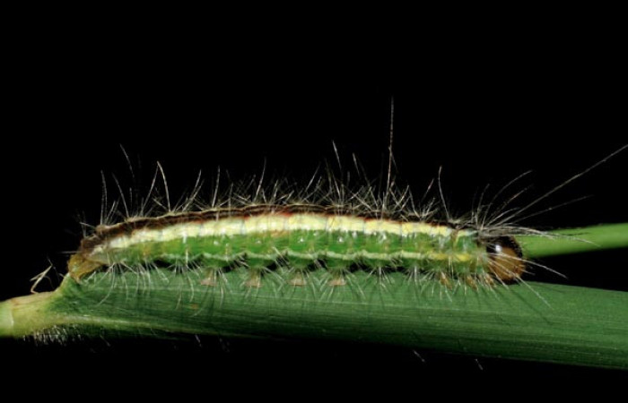 Fig. 4 Posición lateral del último estadio de la oruga <i>Argyroeides notha</i> (Erebidae) sobre <i>Guadua paniculata</i> (Poaceae) Vado Ocotea, Sector Mundo Nuevo 10 de Julio 2007. (07-SRNP-58041-DHJ428610).