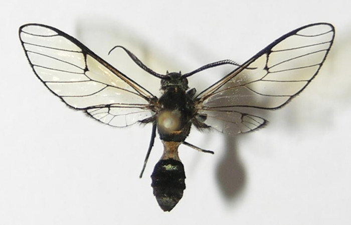 Fig. 6 Posición dorsal de <i>Argyroeides</i> janzen02 (Erebidae) (11-SRNP-72713-DHJ579656).