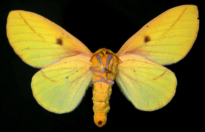 Fg.2. Adulto vista ventral de la hembra Syssphinx jennyphillipsae (Saturnidae), mide 50mm. Quebrada Aserradero Sector Pocosol, 160 m. 81-SRNP-824.35-DHJ31360. 