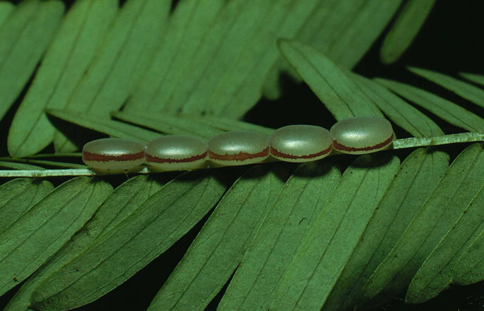Fg.5. huevos de larva Syssphinx jennyphillipsae (Saturnidae), Area Abministrativa Sector Santa Rosa 295 m. 81-SRNP-832-DHJ3034. 