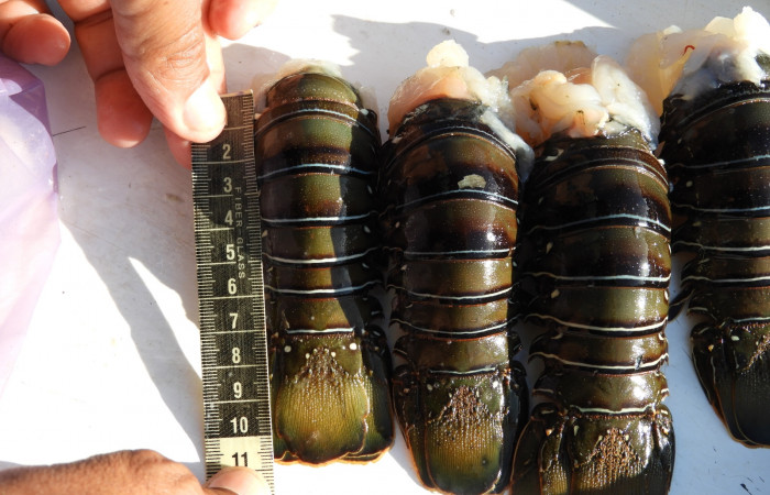 10 de Marzo 2018, Sector Marino del Sector Santa Rosa (Parque Nacional Santa Rosa), Fotografía: Programa Prevención Protección y Control de ACG