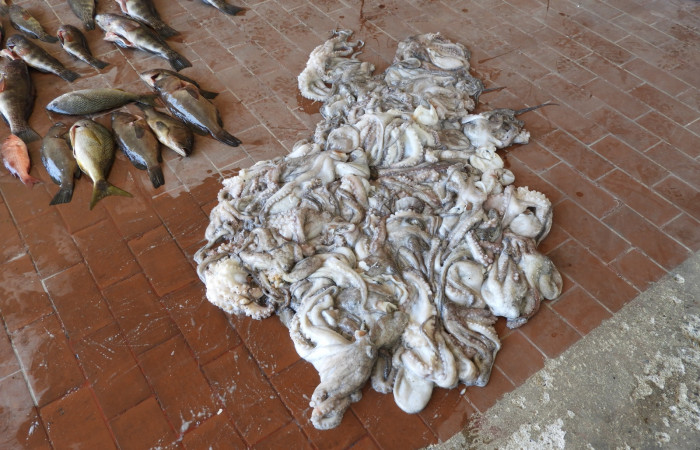 10 de Marzo 2018, Sector Marino del Sector Santa Rosa (Parque Nacional Santa Rosa), Fotografía: Programa Prevención Protección y Control de ACG