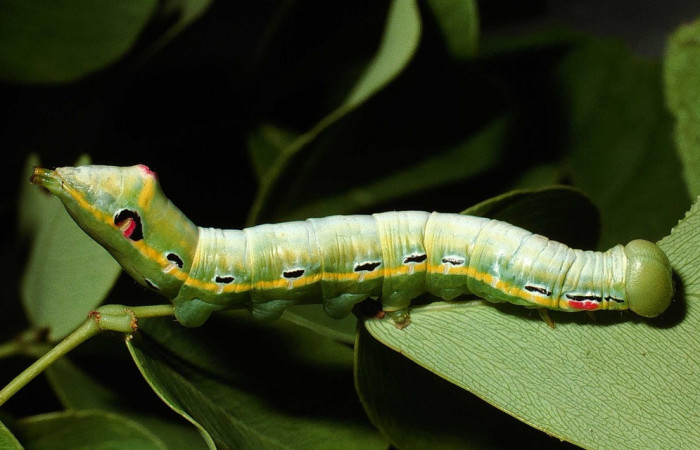 Figura 17. Larva <i>Nycterotis</i> placida (Notodontidae) , en último estadío (U), vista lateral, localidad Vado Quebrada Calero, Sector Santa Elena (ACG) (305m). Voucher: 02-SRNP-11150-DHJ67851.jpg.
