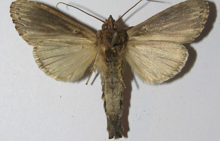 Figura 8. Adulto <i>Nycterotis</i> xylinoidesDHJ01 (Notodontidae), (macho) vista ventral, localidad Palomo Sector Rincon Rain Forest (96m) (ACG). Voucher: 12-SRNP-67077-DHJ556654.jpg.