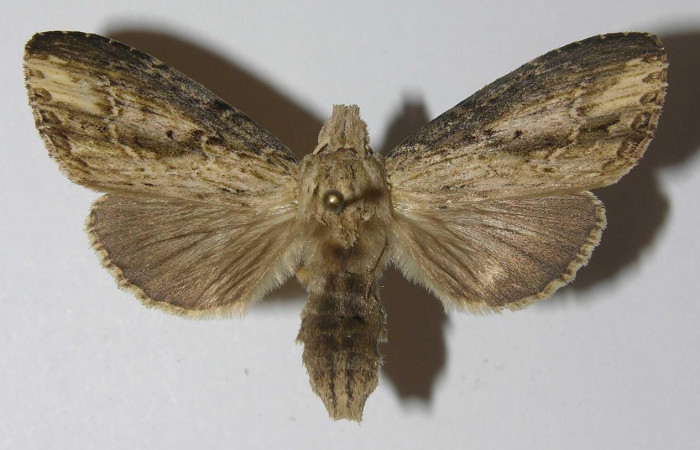 Figura 9. Adulto <i>Nycterotis</i> xylinoidesDHJ01 (Notodontidae), (hembra) vista dorsal, localidad Palomo Sector Rincon Rain Forest (96m) (ACG). Voucher: 12-SRNP-67078-DHJ556652.jpg.