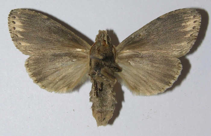 Figura 10. Adulto <i>Nycterotis</i> xylinoidesDHJ01 (Notodontidae), (hembra) vista ventral, localidad Palomo Sector Rincon Rain Forest (96m) (ACG). Voucher: 12-SRNP-67078-DHJ556653.jpg.