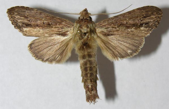 Figura 1. Adulto <i>Nycterotis</i> xylinoidesDHJ01 (Notodontidae), (Macho) vista dorsal, localidad Palomo Sector Rincon Rain Forest (96m) (ACG). Voucher: 12-SRNP-67977-DHJ566458.jpg.