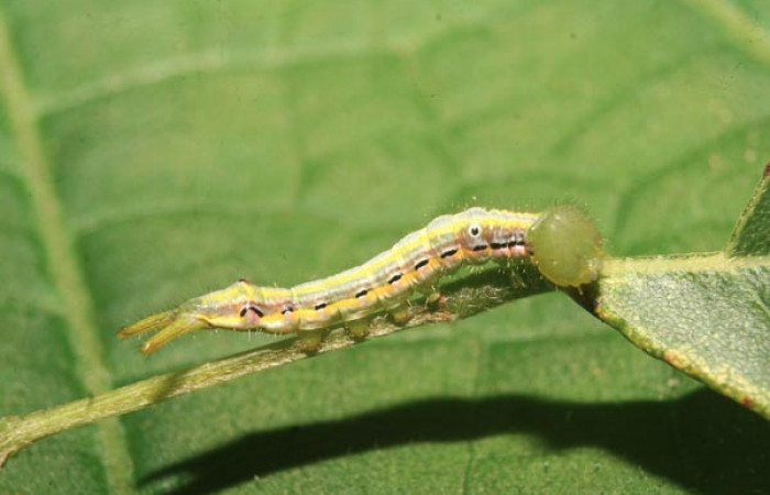 Figura 12. Larva <i>Nycterotis</i> ravanaICG02 (Notodontidae), en último estadío (PU), vista lateral, localidad Estación Quica, Sector Pitilla (ACG) (470m). Voucher: 14-SRNP-70101-DHJ703759.jpg.