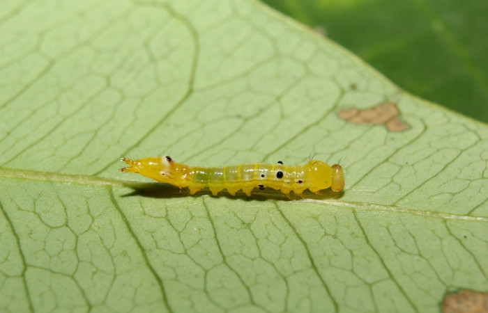 Figura 2. Larva <i>Nycterotis</i> xylinoidesDHJ01 (Notodontidae), en tercer estadío (PPU) vista lateral, localidad Bullas Sector Pitilla (ACG) (440m). Voucher: 17-SRNP-70829-DHJ737240.jpg.