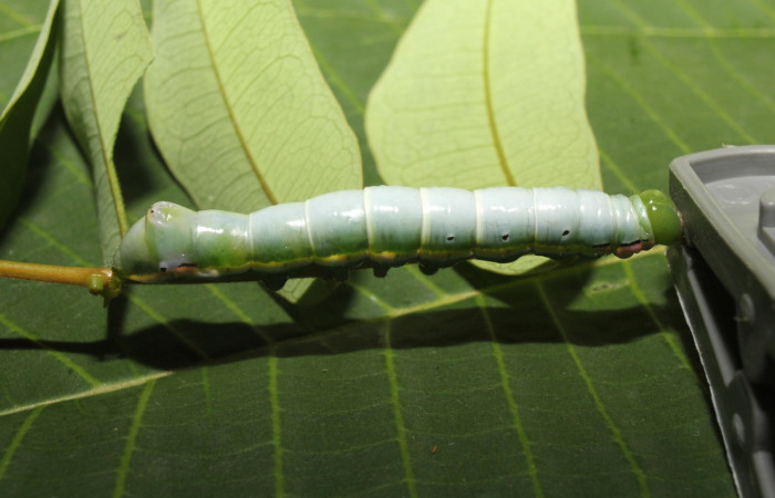 Figura 5. Larva <i>Nycterotis</i> xylinoidesDHJ01 (Notodontidae), en último estadío (U) vista lateral, localidad Sendero Manguera Sector Pitilla (ACG) (470m). Voucher: 17-SRNP-70829-DHJ737258.jpg.