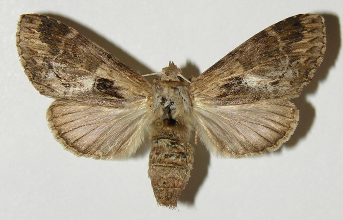 Figura 15. Adulto de <i>Nycterotis</i> ravanaICG02 (Notodontidae), hembra vista dorsal, localidad Cafétal, Sector Santa Rosa (ACG) (280m). Voucher: 98-SRNP-11497-DHJ301310.jpg.