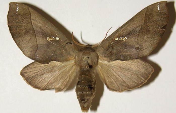 Fig. 19. Hembra de <i>Hapigiodes sigifredomarini</i> (Notodontidae). Vista dorsal. Voucher: 04-SRNP-23583-DHJ301554. 