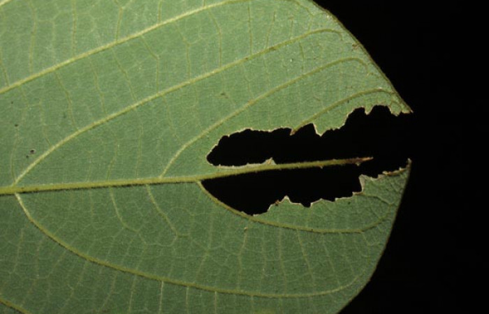 Fig. 1. Muesca de larva de  <i>Hapigiodes sigifredomarini</i> (Notodontidae), comiendo <i>Lonchocarpus felipei</i> (Fabaceae). Voucher: 10-SRNP-13018-DHJ475974.