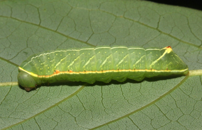 Fig. 4. Vista lateral larva i]Hapigiodes sigifredomarini</i> (Notodontidae), comiendo <i>Lonchocarpus heptaphyllus</i> (Fabaceae). Voucher: 17-SRNP-31657-DHJ739410.