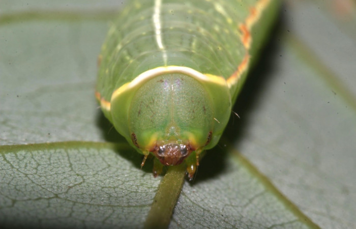 Fig. 7. Detalle color verde con manchas café en su cabeza  <i>Hapigiodes sigifredomarini</i> (Notodontidae), comiendo <i>Lonchocarpus heptaphyllus</i> (Fabaceae). Voucher: 17-SRNP-31657-DHJ739414.
