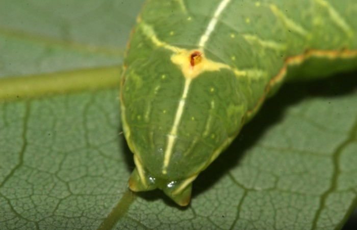 Fig. 8. Detalle posterior dorsal  <i>Hapigiodes sigifredomarini</i> (Notodontidae), comiendo <i>Lonchocarpus heptaphyllus</i> (Fabaceae). Voucher: 17-SRNP-31657-DHJ739415.