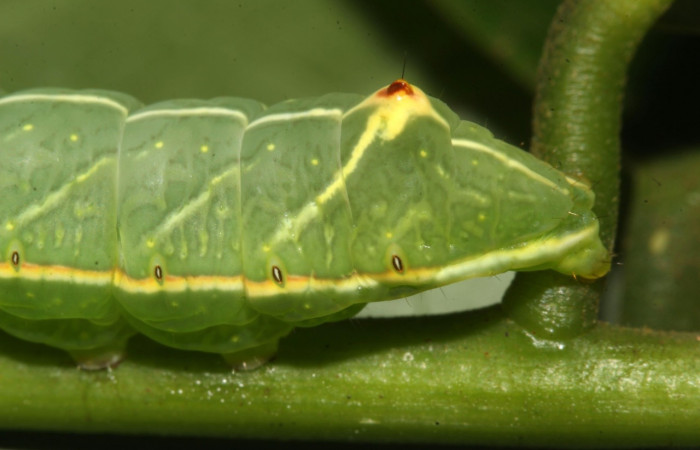 Fig. 9. Detalle posterior lateral  <i>Hapigiodes sigifredomarini</i> (Notodontidae), comiendo <i>Lonchocarpus heptaphyllus</i> (Fabaceae). Voucher: 17-SRNP-31657-DHJ739416.