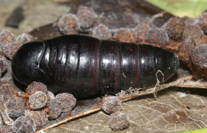 Fig. 16. Pupa vista dorsal  <i>Hapigiodes sigifredomarini</i> (Notodontidae). Voucher: 17-SRNP-31657-DHJ739795.