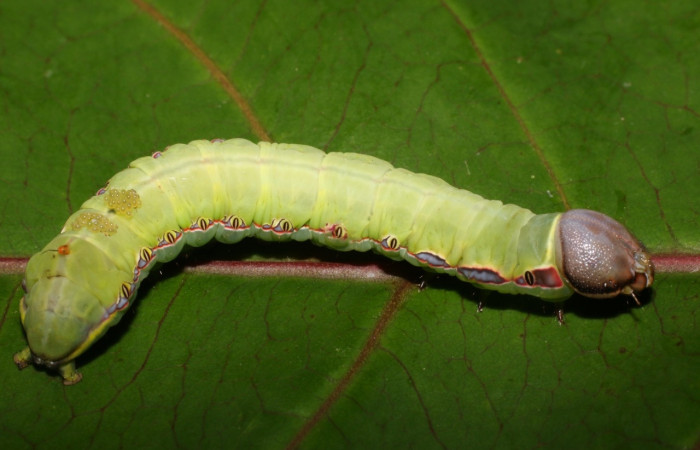 Fig. 11. Larvas parásitas <i>Euplectrus magdae</i> (Braconidae), chupando sangre en larva de <i>Hapigiodes sigifredomarini</i> (Notodontidae). Voucher: 17-SRNP-55991-DHJ739414.