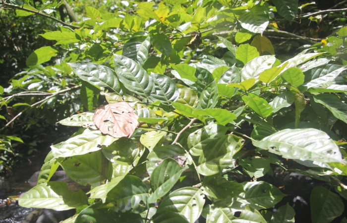 Fig. 10. <i>Lonchocarpus guatemalensis</i> (Fabaceae), planta hospedera de <i>Hapigiodes sigifredomarini</i> (Notodontidae). Foto tomada por Duvalier Briceño, Brasilia.