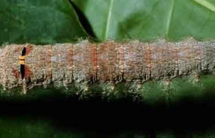 Figura 4. Larva <i>Artace</i> cribrariaDHJ02 (Lasiocampidae), posición dorsal en <i>Myrsine coriacea</i> (Primulaceae). Area de Conservación Guanacaste, Sector Cacao. 99-SRNP-1132-DHJ50513.jpg.