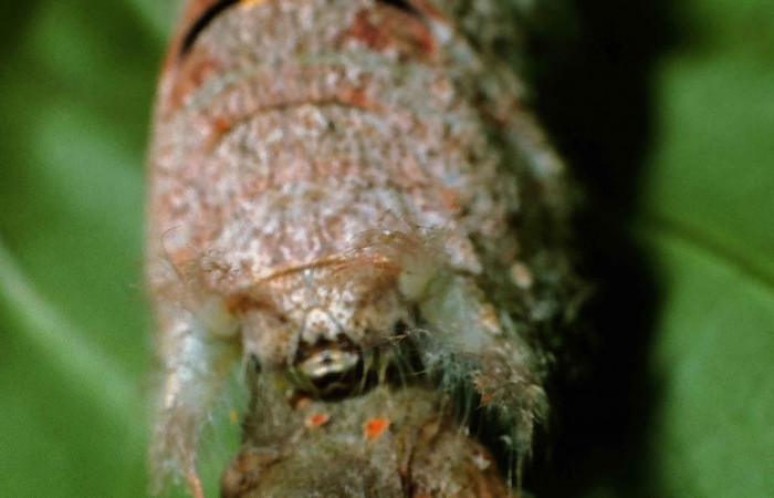 Figura 3. Larva <i>Artace</i> cribrariaDHJ02 (Lasiocampidae), posición cabeza en <i>Myrsine coriacea</i> (Primulaceae). Area de Conservación Guanacaste, Sector Cacao. 99-SRNP-1132-DHJ50514.jpg.