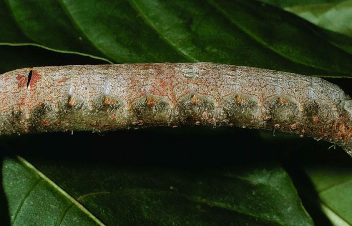 Figura 2. Larva <i>Artace</i> cribrariaDHJ02 (Lasiocampidae), posición lateral en <i>Myrsine coriacea</i> (Primulaceae). Area de Conservación Guanacaste, Sector Cacao. 99-SRNP-1132-DHJ50529.jpg.