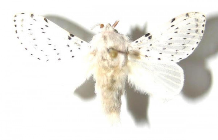 Figura 8. Adulto <i>Artace</i> cribrariaDHJ02 (Lasiocampidae), macho, posición dorsal. Area de Conservación Guanacaste, Sector Santa Rosa. 04-SRNP-40562-DHJ90104.