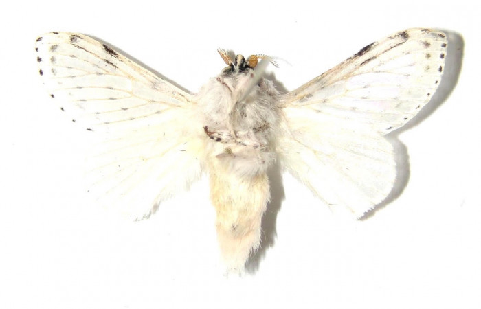 Figura 7. Adulto <i>Artace</i> cribrariaDHJ02 (Lasiocampidae), macho, posición ventral. Area de Conservación Guanacaste, Sector Santa Rosa 99-SRNP-1133-DHJ329649.