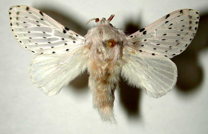 Figura 1. Adulto <i>Artace</i> cribrariaDHJ02 (Lasiocampidae). Área de Conservación Guanacaste, Sector Rincon Rainforest. 99-SRNP-1133-DHJ33248.