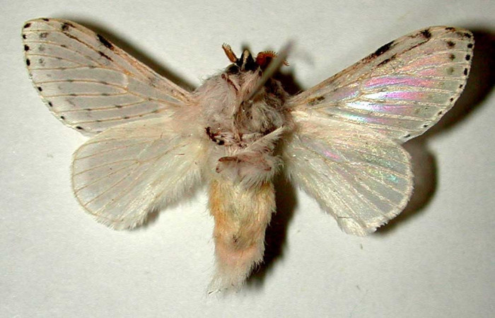 Figura 5. Adulto <i>Artace</i> cribrariaDHJ02 (Lasiocampidae), hembra posición ventral. Area de Conservación Guanacaste, Sector Santa Rosa. 99-SRNP-1133-DHJ33249.