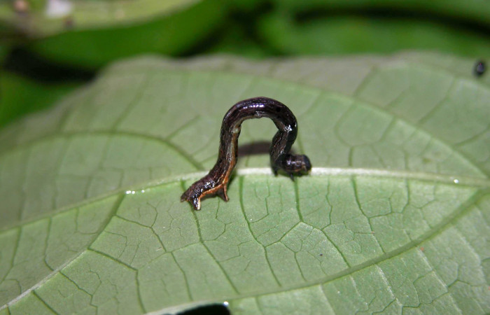 Fig 1. Larva <i>Eusarca nemora</i>, (Geometridae) en penúltimo estadio encontrada en el Sendero Gongora Bananal. Su medida es 22mm.  
Voucher 04-SRNP-48867-DHJ401918.jpg.