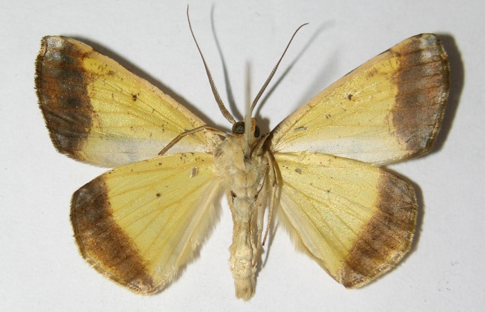 Fig. 15. Adulto <i>Eusarca nemora</i>, vista ventral, (macho) en alas extendidas, mide 36 mm. Voucher 04-SRNP-48868-DHJ326009.