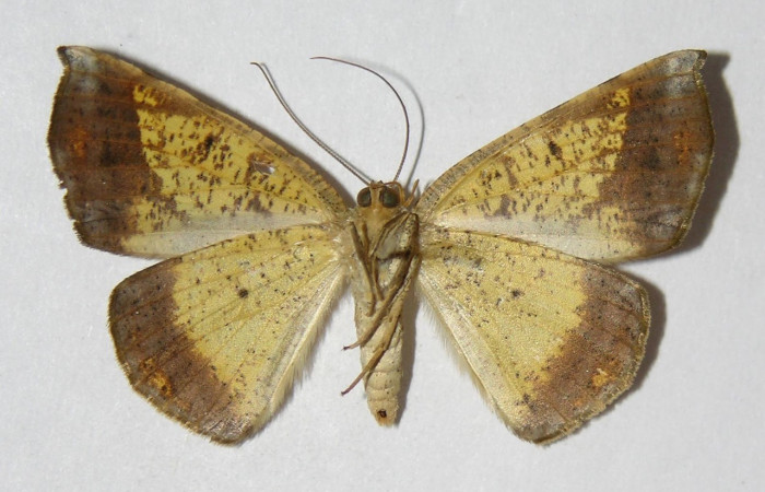 Fig. 13. Adulto <i>Eusarca nemora</i>, vista ventral, (hembra) en alas extendidas, mide 37 mm. Voucher 04-SRNP-48871-DHJ326171