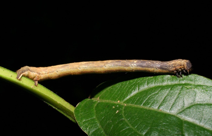 Fig 3. Larva <i>Eusarca nemora</i>, (Geometridae) localizado en Sendero Palmas, en último estadio, largo 23 mm. Voucher 06-SRNP-47759-DHJ417625.jpg.