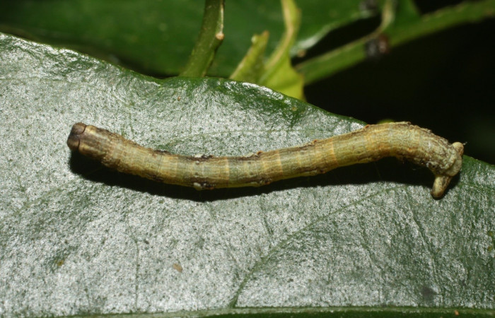 Fig 4. Larva <i>Eusarca nemora</i>, (Geometridae) localizado en Estación Cacao, en último estadio, largo 28 mm. Voucher 13-SRNP-35659-DHJ490405.jpg.