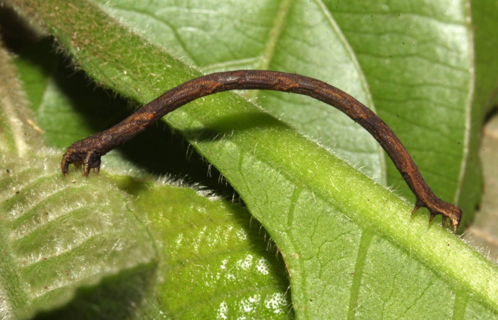 Fig 5. Larva <i>Eusarca nemora</i>, (Geometridae) localizado en Sendero Memos, Estación Pitilla, lateral entero, último estadio, largo 30 mm. Voucher 18-SRNP-30769-DHJ744145.jpg.