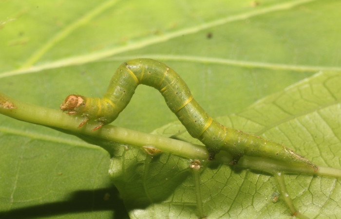Fig 6. Larva <i>Eusarca nemora</i>, lateral entero, largo 35 mm, en ultimo estadio, sendero flecha. Estación Leiva.Voucher 18-SRNP-80986-DHJ753297.jpg.