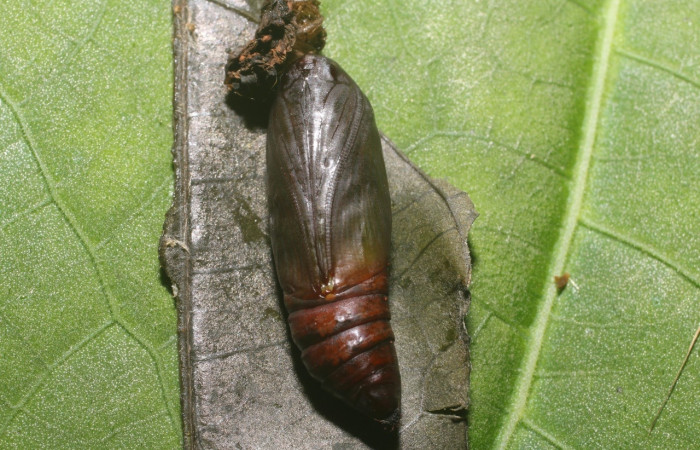 Fig. 10. Pupa de larva. <i>Eusarca nemora</i>, dorsal entero, largo 20 mm. Estación Leiva.
Voucher 18-SRNP-80986-DHJ753413.jpg.