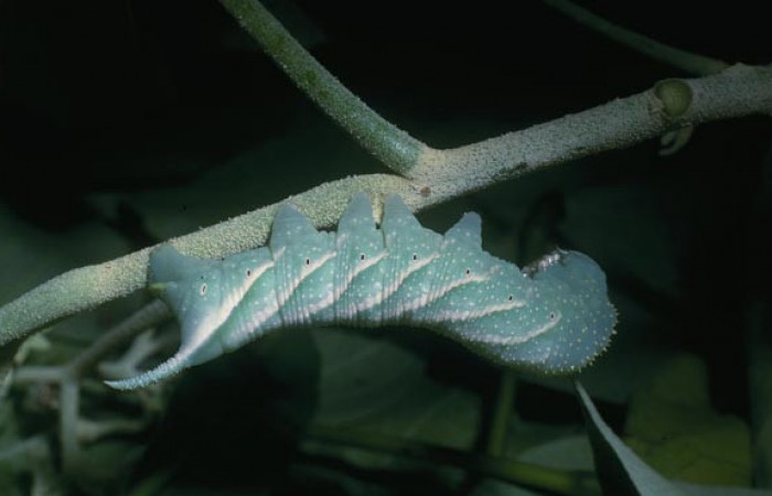  Larva en posición lateral de <i>Manduca occulta</i> (Sphingidae), U estadio. Sector Cacao, Quebrada Otilio. Voucher 04-SRNP-46514-DHJ85647.jpg.