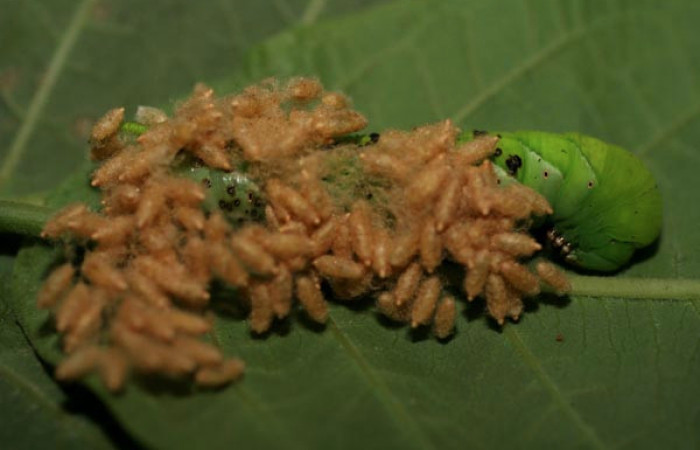  Capulos de <i>Meteorus</i> congregatusDHJ04 (Tachinidae) en <i>Manduca occulta</i> (Sphingidae). Sector El Hacha, Quebrada Salazar. Voucher 07-SRNP-21794-DHJ426398.jpg.